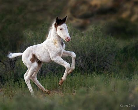 Cute Baby Horses That Make Us Squee The Original Mane