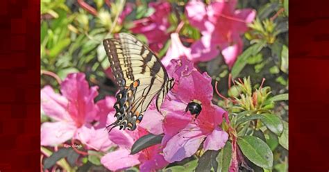 Eastern Tiger Swallowtail Butterfly And Bumble Bee Share An Azalea