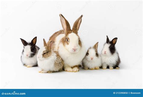 Conejo De La Madre Y Conejos Cuatro Recién Nacidos En El Fondo Blanco