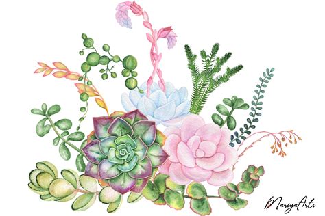 Succulent Plants Clipart Hand Painted Watercolor Botanical 721142