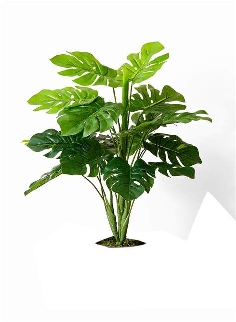 Seeking for free tropical leaves png images? Clear cut PNG TROPICAL PLANT 45 by Gareng92 on DeviantArt