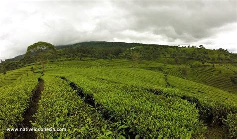 Tidak hanya populer dengan dinginnya kota lembang serta menawannya puncak bogor, jawa barat masih memiliki banyak kawasan wisata yang menarik untuk salah satunya adalah kebun teh yang berlokasi di daerah majalengka jawa barat. Nomor Hp Pengelola Kebun Teh Cipasung Majalengka - Pt Perkebunan Nusantara Viii : Sesampainya di ...