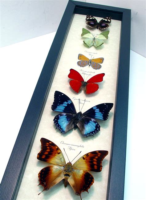 African Butterfly Collection Real Framed Colorful