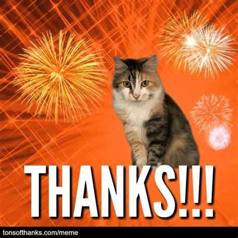 Thank you is not only a standard polite phrase used in everyday service or information interchange; 51 Nice Thank You Memes With Cats