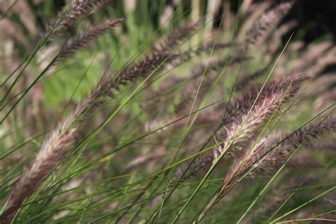Free Photo White And Black Grasses In Close Up Photography Bloom