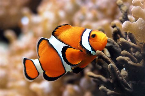 Top Ten Most Beautiful And Colorful Fish All Aquarium Info Where To