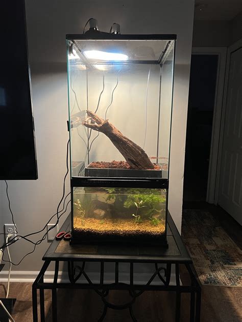 Just Finished Our Red Eye Tree Frog Paludarium Setup Rterrariums