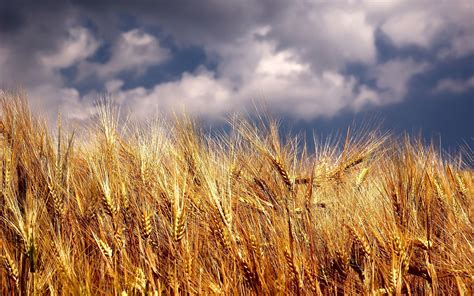 Wheat Wallpapers Top Free Wheat Backgrounds Wallpaperaccess