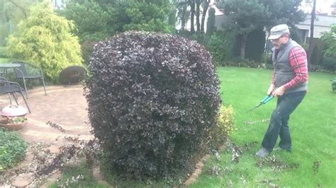 These plants are hardy deciduous plants are used in gardens as foundation bushes because they are very low maintenance and can adapts different types of environment easily. Trimming barberry shrub - YouTube