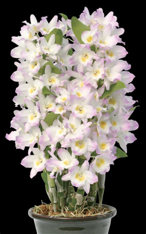 Some dendrobium orchids have pseudobulbs, others do not; Den.Lucky Red 'Wonderful'