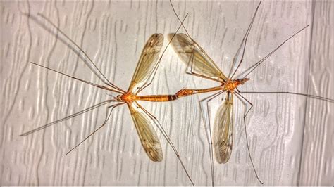Giant Mosquitoes Mating Youtube