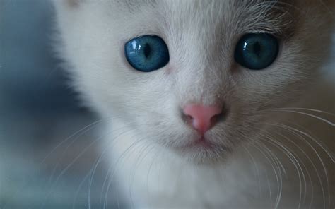 Ojos Azules Cat Breed Information