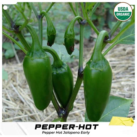 Early Hot Jalapeno Pepper Seeds Capsicum Annuum Green Organic Etsy