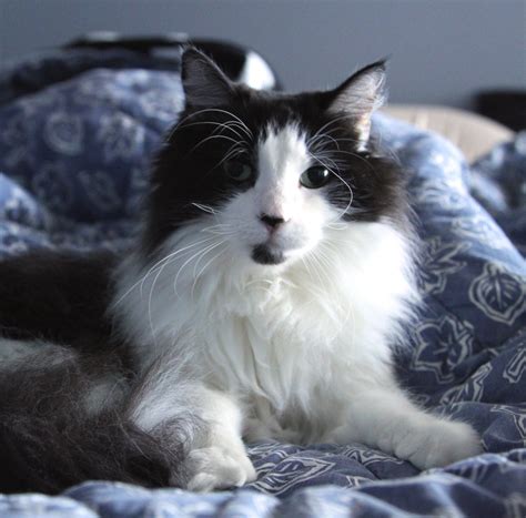 A pet health insurance policy that includes a wellness plan will typically help cover the costs of routine veterinary visits, such as exams and preventive care. November Marks National Pet Cancer Awareness Month