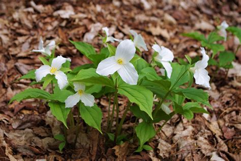 Maybe you would like to learn more about one of these? Meet Seven Michigan Wildflowers - MARVAC