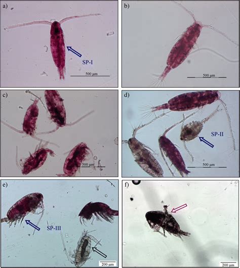 The Quantification Of Live And Dead Copepods Using Neutral Red Vital