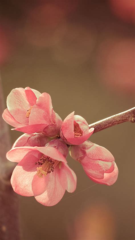 Download Wallpaper 1080x1920 Flower Spring Bloom Samsung Galaxy S4