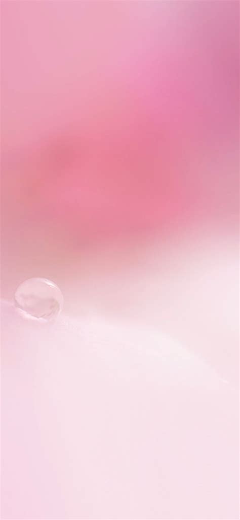 Natural Flower Pink Wallpapersc Iphone Xs Max