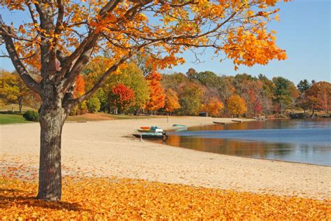 This particular tree standing next to the. A closer look at Maple Leaves Forever | The Star