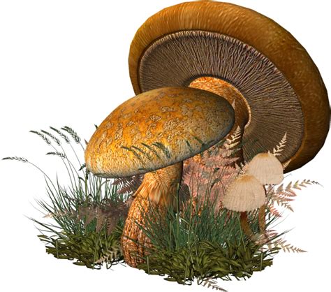 Champignons