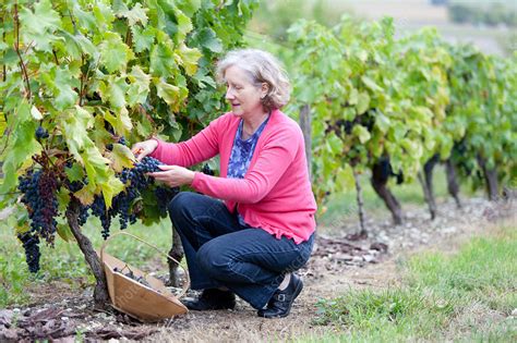 Handpicking Grape Harvest Stock Image C0330564 Science Photo Library