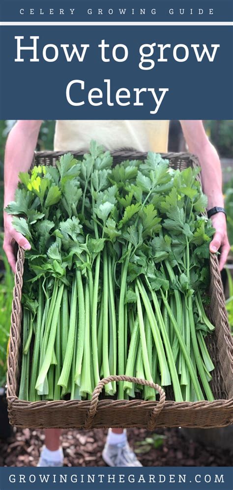 Five Tips For Growing Celery Artofit