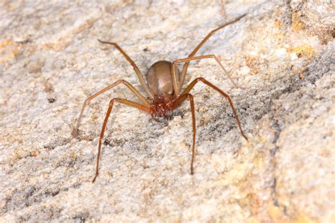 If You See This Rare Venomous Spider Keep Your Distance — Best Life