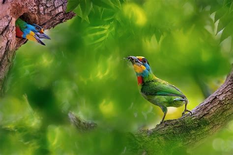 Nature Green Animals Birds Trees Branch Hd Wallpaper