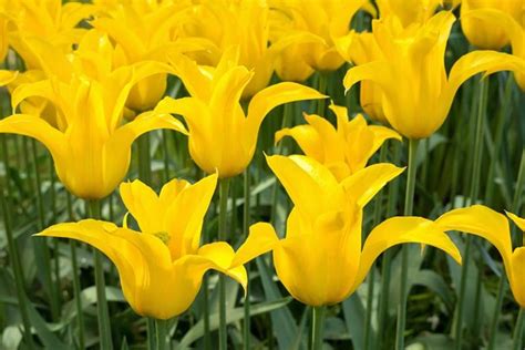 Types Of Tulip Flowers 15 Beautiful Divisions Gardeners Path