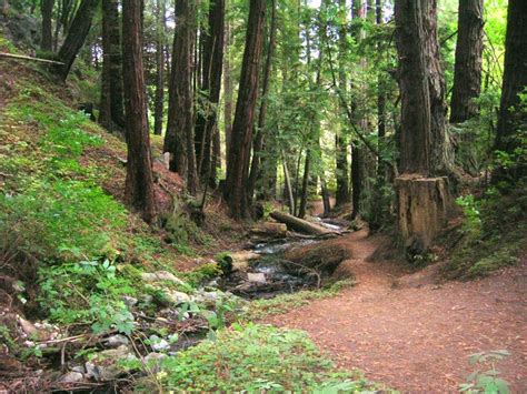 Big Sur Is A Remote Region Of California Where Lush Redwood Forest