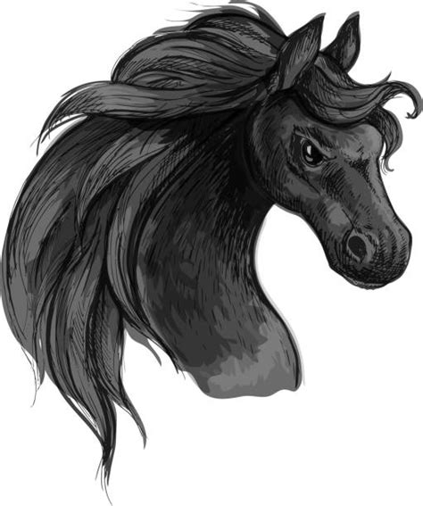 120 Black Horse Eye Illustrations Royalty Free Vector Graphics And Clip