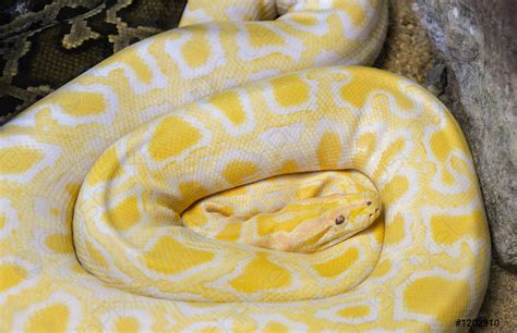 Желтая Змея Фото Telegraph