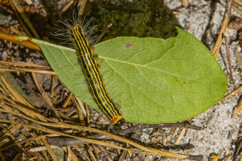 Black And Yellow Striped Caterpillar Stock Image Image Of Caterpillar