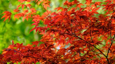 Red Maple Autumn Leaves Tree Branches In Green Blur Bokeh Background 4k