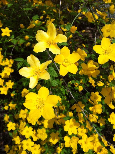 Yellow Flowering Shrub Pittsburgh Pa Evergreen Plants Yellow