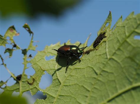 Japanese Beetles Back In Georgia Vineyards American Vineyard Magazine