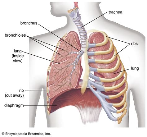 The Membrane Lining The Interior Of The Thoracic Cavity Is Called The