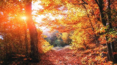 1366x768 Autumn Forests Leaves Fall 5k 1366x768 Resolution