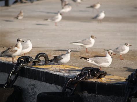 Birds On The Dock Stock Photo Image Of Animals Road 11922154