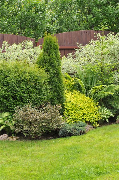 Identifying Different Types of Evergreen Shrubs