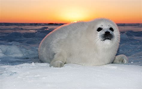 Among Harp Seals Divers Alert Network