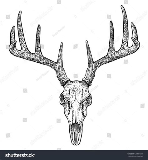 Deer skull illustration, drawing, engraving, ink, line art, vector