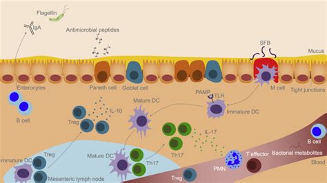 The Influence Of The Gut Microbiome On Cancer Immunity And Cancer