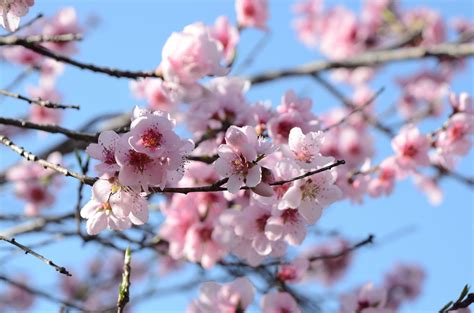 無料画像 木 自然 ブランチ 工場 花弁 咲く フード 春 作物 色 カラフル 庭園 シーズン 桜の花