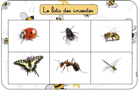 Les Petits Jeux De July Les Insectes Avec Imagier Insectes
