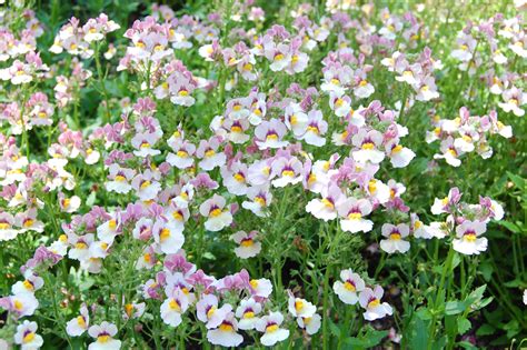 Check spelling or type a new query. What Is Nemesia: Learn About Nemesia Growing Conditions