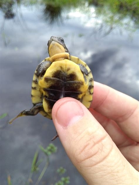 Baby Water Turtle Vlrengbr