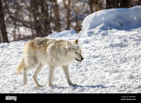 Canis Lupus Occidentalis Canadianrocky Mountain Gray Wolf Stock