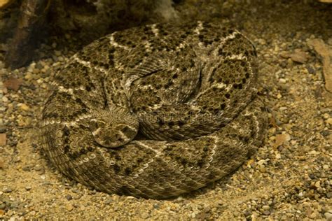 Western Diamondback Rattlesnake Crotalus Atrox Stock Photo Image Of