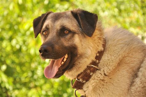 It is their main mechanism for the hart may pant 'for cooling streams', but it is the panting which will cool it more effectively than a. Panting in Dogs - Definition, Cause, Solution, Prevention ...